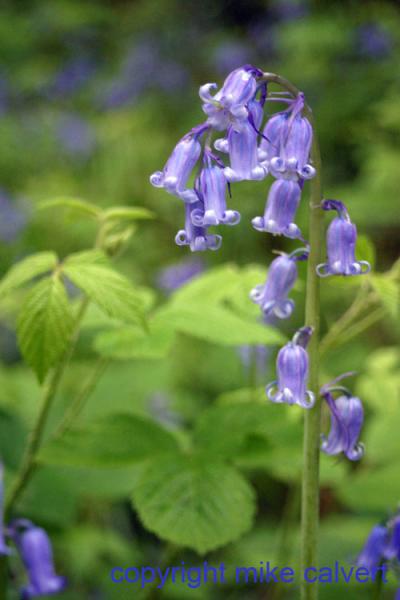 Single Bluebell