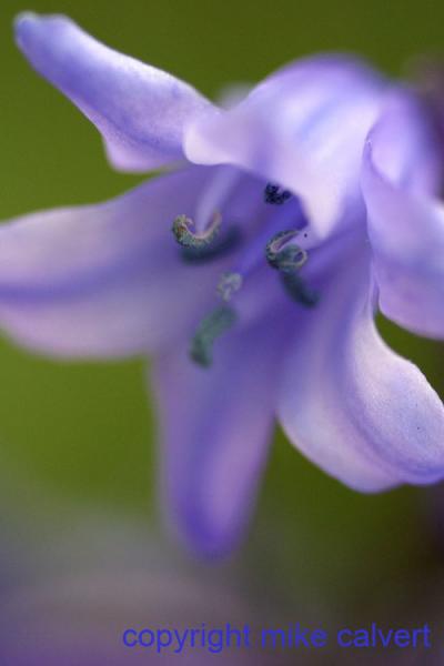 Single Bluebell